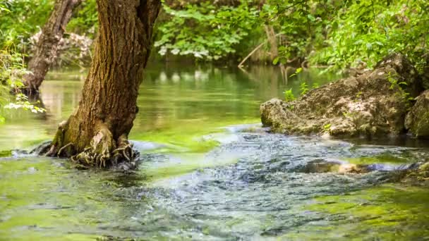 Horská řeka zpomaluje pohybující se mezi zelení a kameny — Stock video