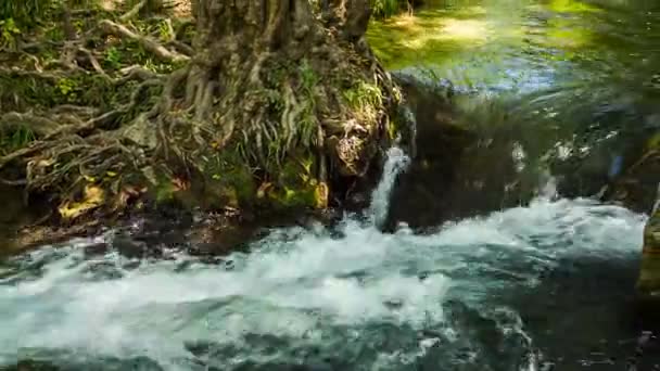 Gebirgsbach fließt in grünen Wald — Stockvideo