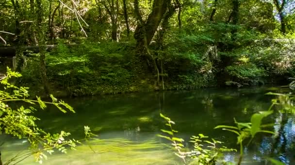 Rivière de montagne coulant dans la forêt verte pittoresque 