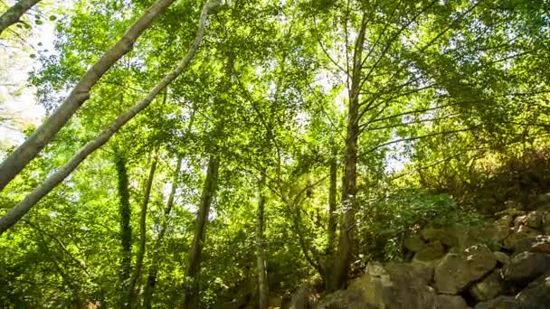 Ruhiger Gebirgsfluss fließt in grünen Wald — Stockvideo