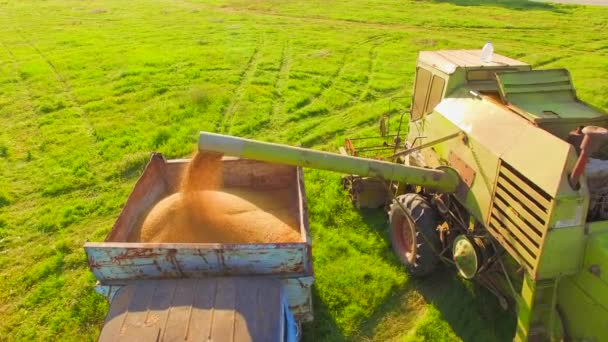 VISTA AERIAL. Combine Harvester em ação no campo de trigo, descarregando grãos — Vídeo de Stock