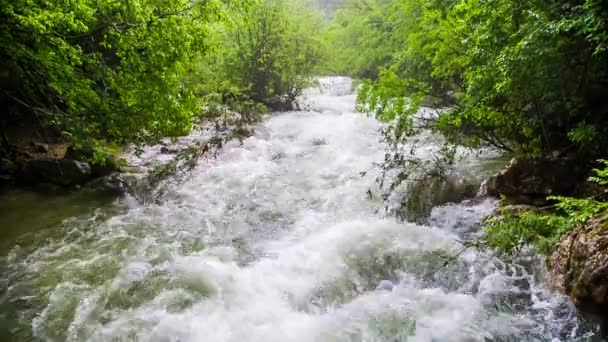 Швидка гірська річка, що тече вниз у свіжому зеленому лісі — стокове відео
