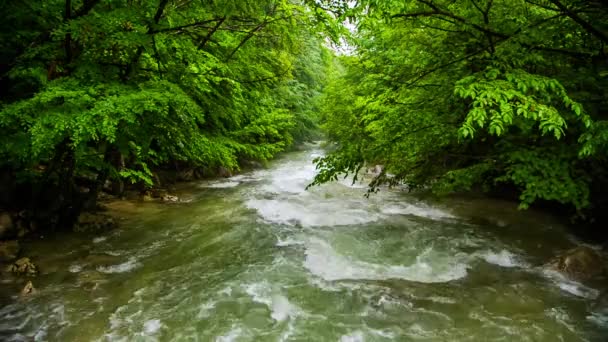 Тихая горная река, протекающая среди зелени в лесу — стоковое видео