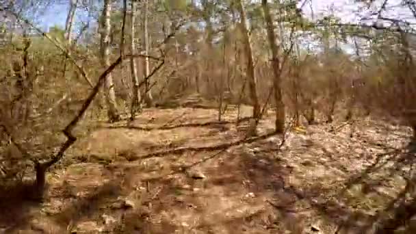 Ciclista moviéndose en el bosque de otoño — Vídeo de stock