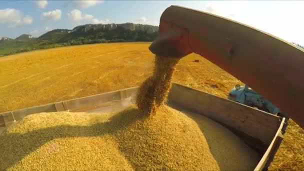 Erntemaschine entlädt Getreide in Anhänger — Stockvideo