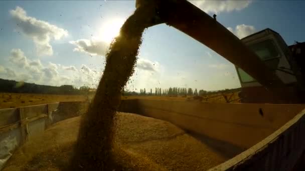 Вивантаження зернових — стокове відео