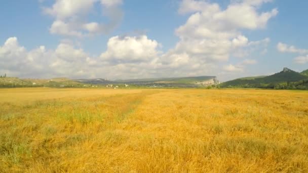 Venkovské kombinovat sklizeň zrna na malebném místě — Stock video