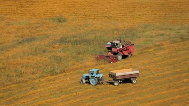 Graan combineren en trekker oogsten op gouden gebied — Stockvideo