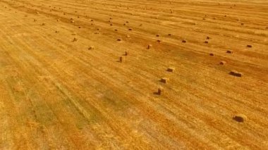 Parlak sarı anız sahada yalan saman balya