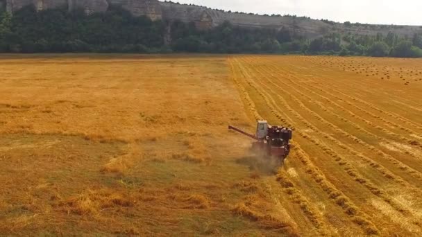 Combineren werken op het gebied van de tarwe oogsten — Stockvideo