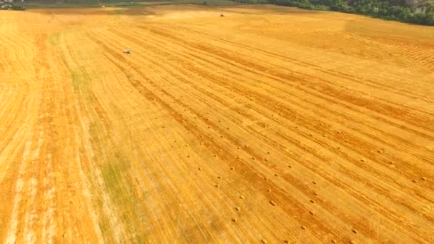 Pola jasne żółte ścierniska w malowniczym terenie — Wideo stockowe