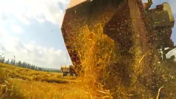 Frisk Mown Hay falder ud af kombinere trailer – Stock-video