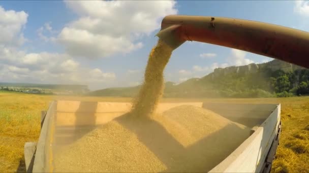 Combine descarregamento de grãos em reboque — Vídeo de Stock