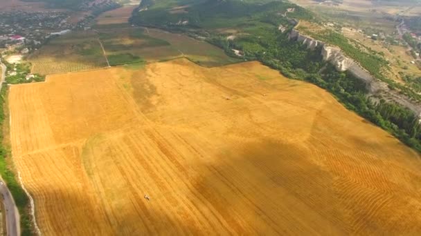 Vista aérea del campo agrícola amarillo — Vídeo de stock