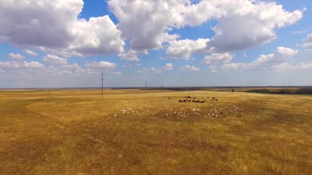 Kozy a krávy pasoucí se na zemědělské půdě — Stock video