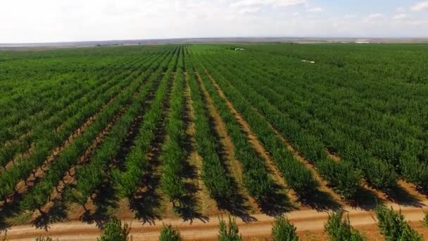 De nombreuses rangées de pommiers poussant dans un grand jardin — Video