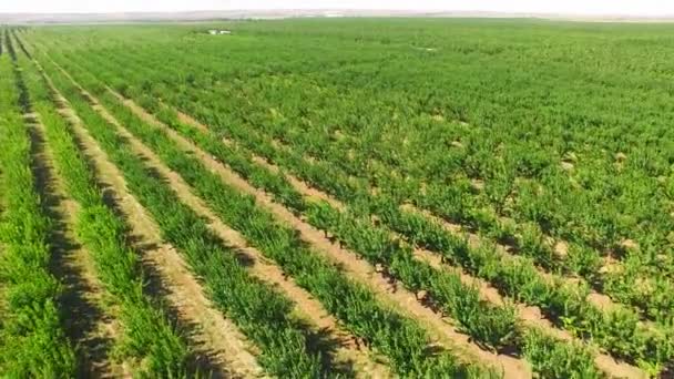 Green Standard Apple Trees Rows In Large Orchard — Stock Video