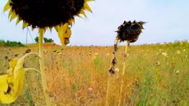 Çim tarım alanındaki kurutulmuş ayçiçeği