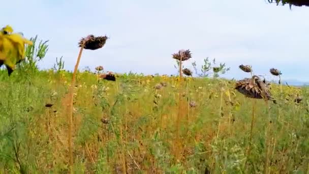 Ländliches Feld aus getrockneten Sonnenblumen im Gras — Stockvideo
