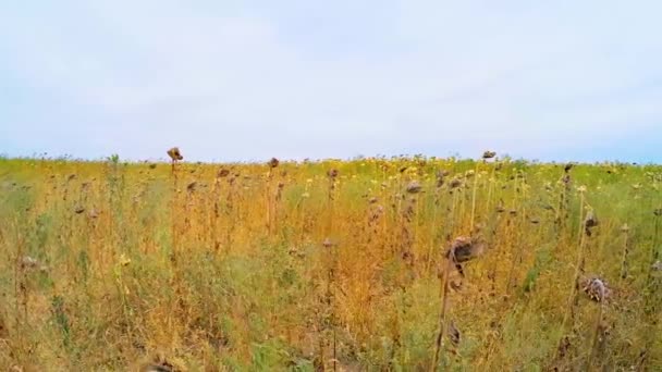 Agricultural Field Of Dry Sunflowers In Grass — Stock Video