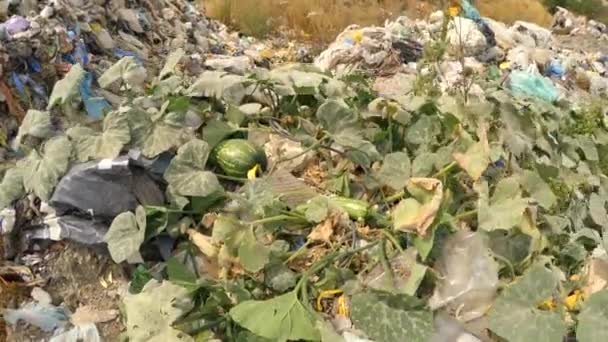 Green Melon Growing On A Heap Of Garbage — Stock Video