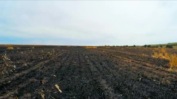 Flying Over Burnt Field in Ukraine — стоковое видео