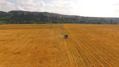 Çiftlik birleştirmek altın alanında çalışan hasat