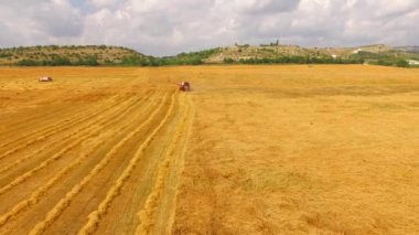 Altın sahasında çalışan birleştirme hasat