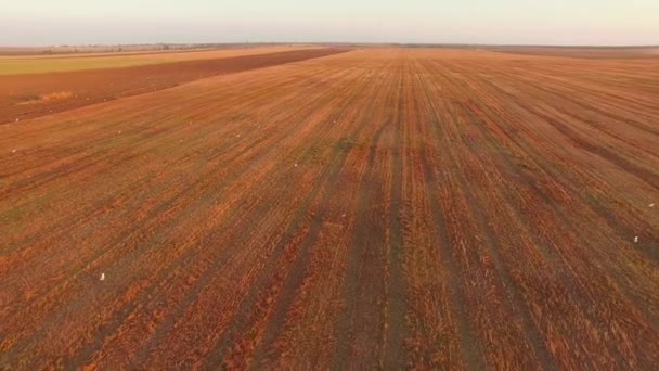 Oranžový posečeného pole při západu slunce — Stock video