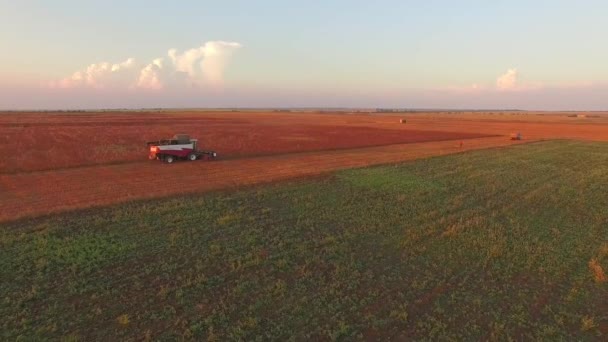 Mähdrescher bei der Ernte auf dem Feld — Stockvideo