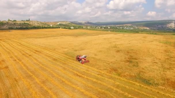 Farm skördetröska arbetar i gyllene fält — Stockvideo