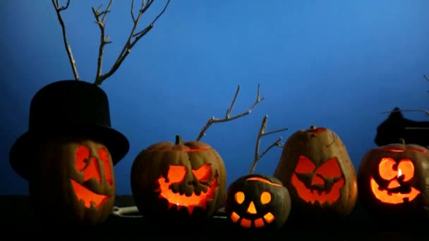 Gatto nero vicino alle zucche di Halloween — Video Stock