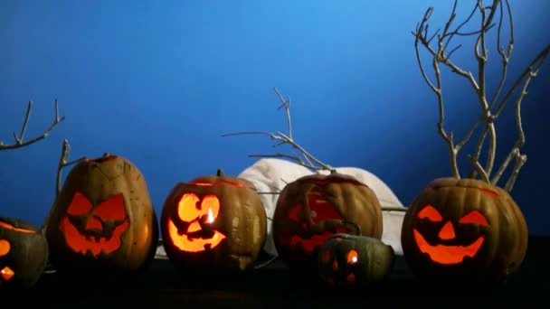 Gato negro cerca de calabazas de Halloween — Vídeo de stock