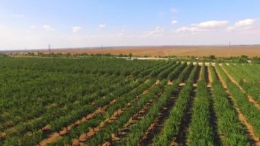 Elma ağaçlarının satırları bahçe büyüyen