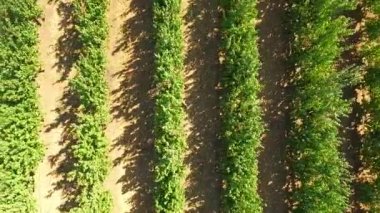 Bahçedeki satırlardaki büyüyen yeşil elma ağaçlarının