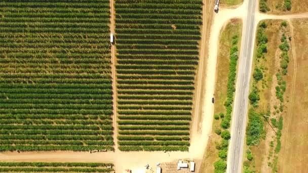 Vista aérea sobre pomar de frutas — Vídeo de Stock