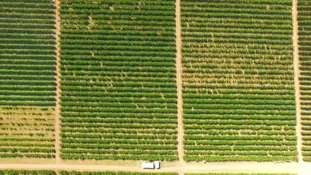 Aerial View Over Green Fruit Orchards — Stock Video