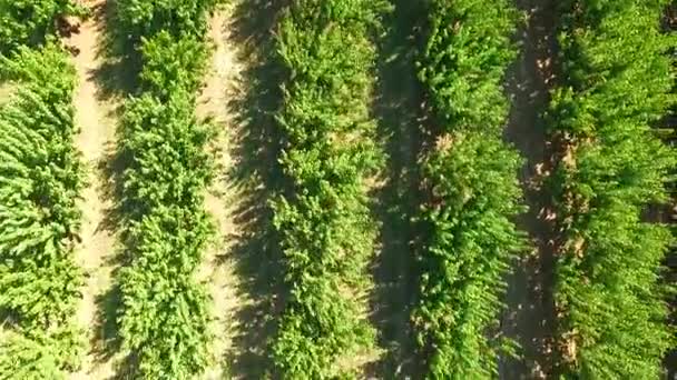 Grüne Bäume, die in Reihen im normalen Obstgarten wachsen — Stockvideo