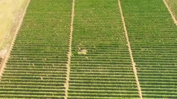 Aerial View Over Green Fruit Gardens — Stock Video