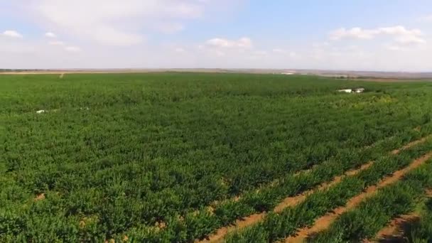 Apple Trees Growing In Standard Garden — Stock Video