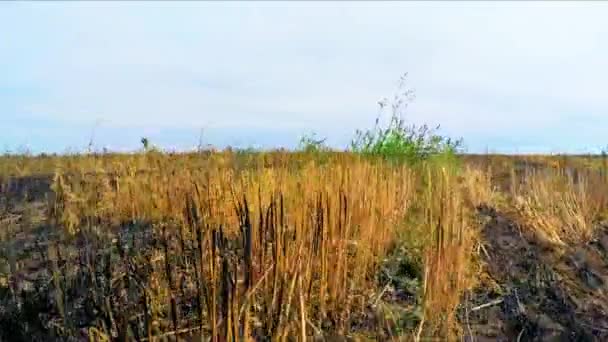 Flug über verbranntes Stoppelfeld in Russland — Stockvideo