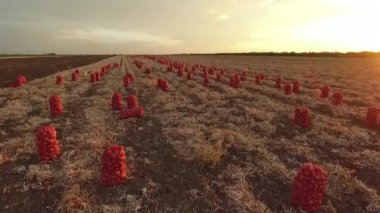 Havadan görünümü. Taze soğan hasat alanında torbalarda günbatımında toplandı.