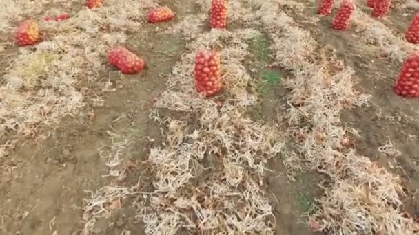 VISTA AERIAL. Sacos con cebolla fresca reunida en el campo — Vídeos de Stock