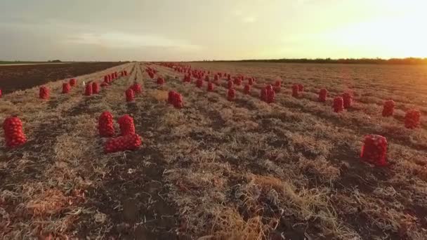 VISTA AERIAL. Sacks com cebola fresca recolhida no campo ao pôr do sol — Vídeo de Stock