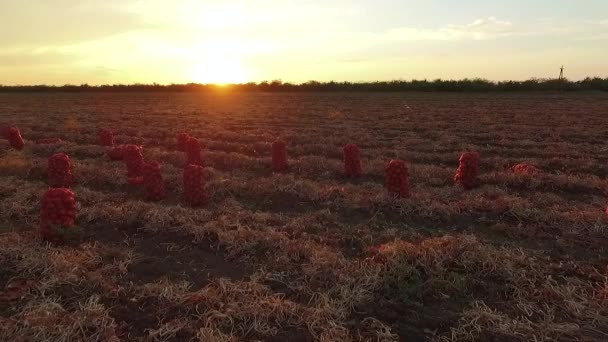 VISTA AERIAL. Sacos de cebolas colhidas no campo ao pôr do sol — Vídeo de Stock