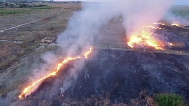 Luftaufnahme. Trockenes Feldgras brennt in Steppe — Stockvideo