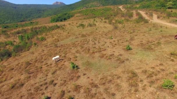 Luftaufnahme. Pferde grasen auf Wiese am Bergwald — Stockvideo