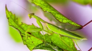 Peygamber devesi yeşil bir yaprak gibi davranmaya