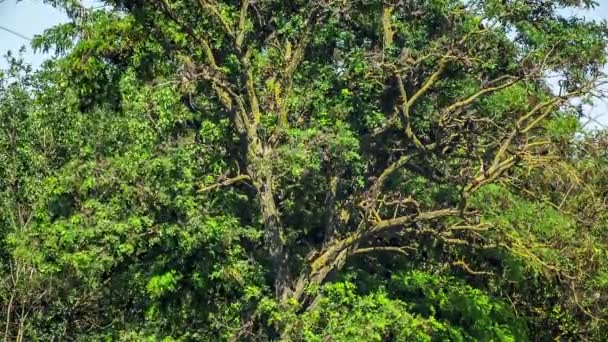 Un montón de pájaros negros volando hacia abajo y arriba en el árbol verde — Vídeos de Stock