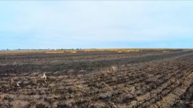 Tarım alanında yanmış: Ukrayna